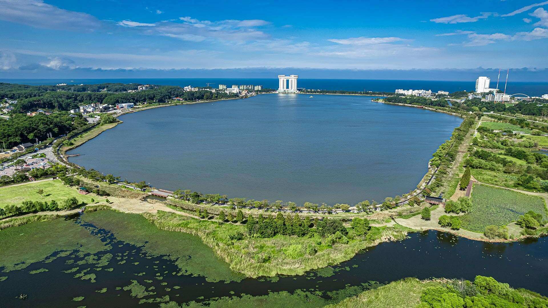 강릉 사근진 해변 유채꽃밭