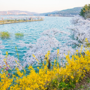 2025 대한민국 벚꽃 개화 시기 총정리! 지역별 명소 &amp; 축제 일정