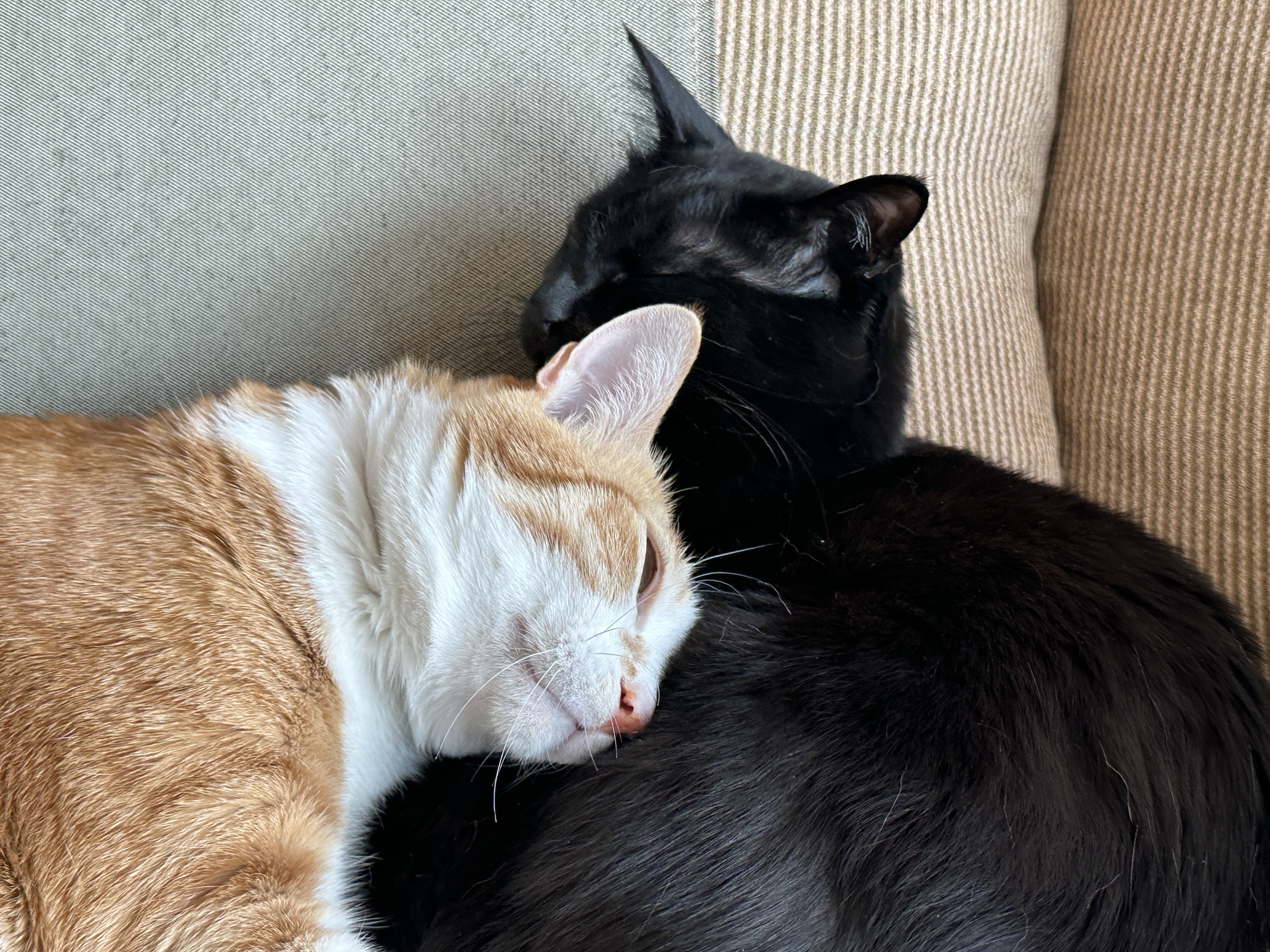 보면 마음이 따뜻해지는 다정한 냥냥이들 (feat.형아도 가끔은 동생한테 안길수 있지)