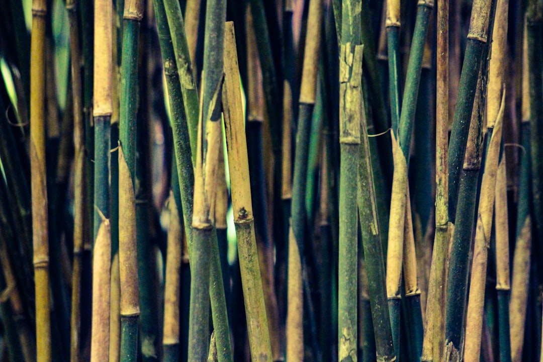 Bamboo shoot