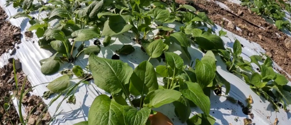 극한직업 명이나물