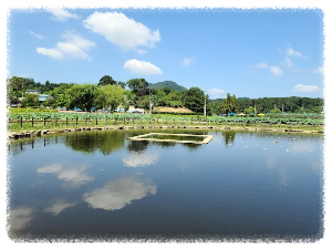 함안 연꽃테마파크