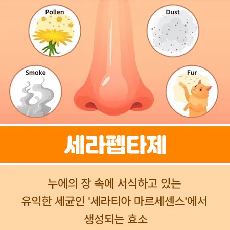 세라펩타제