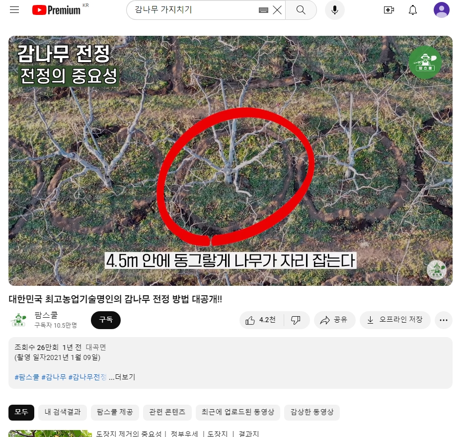 굵은 가지를 자른 부위에 상처 치료용 도포제를 꼼꼼하게 바르는 모습