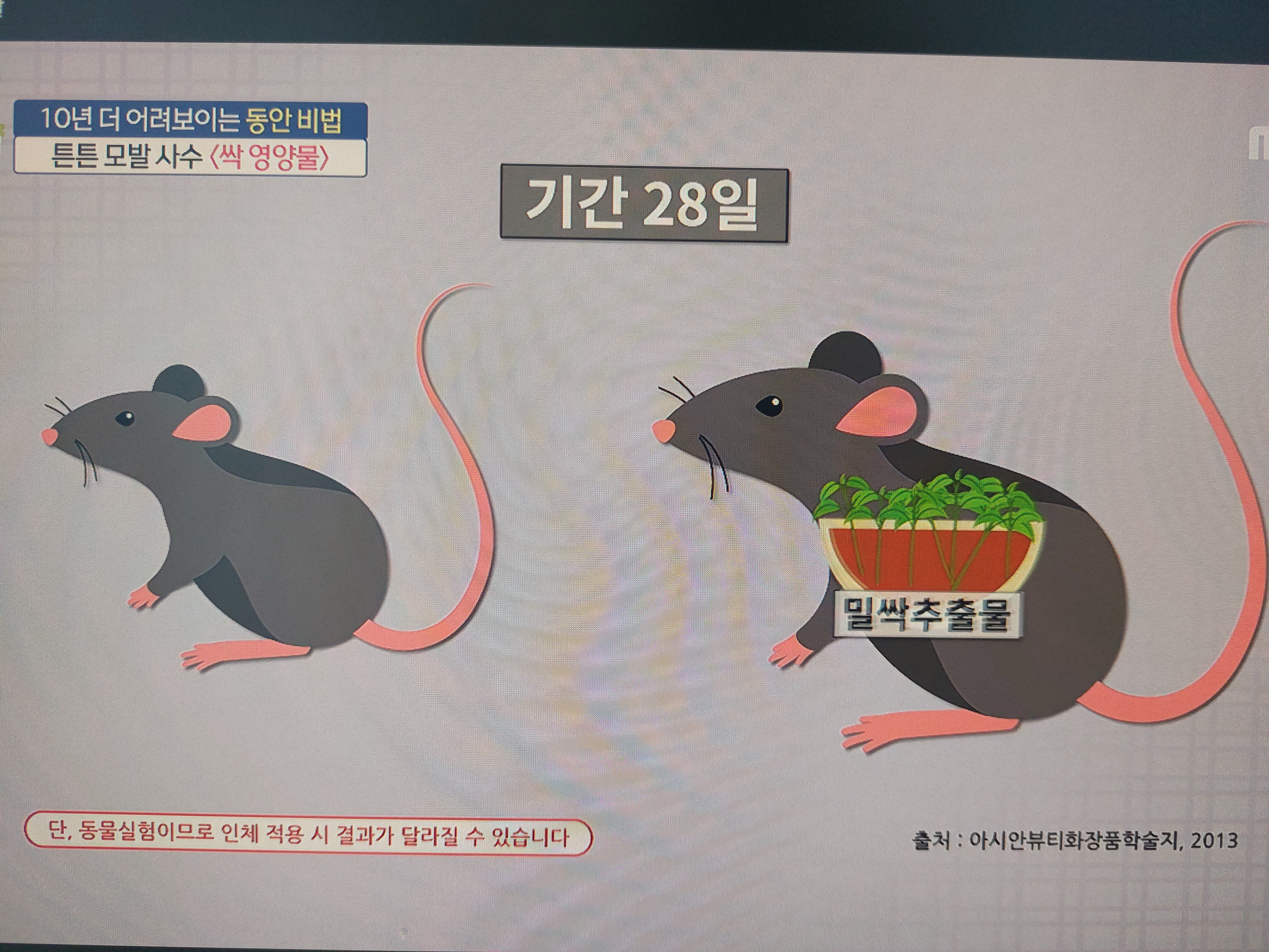 싹영양물 효능