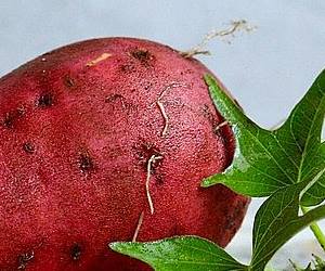 고구마에는 저항성전분이 많이 들어 있고 당뇨에 좋은 음식입니다. 