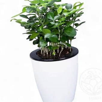 자동급수 화분 선택 물탱크관리 여행중건조 예방 쉬운 사용법_7