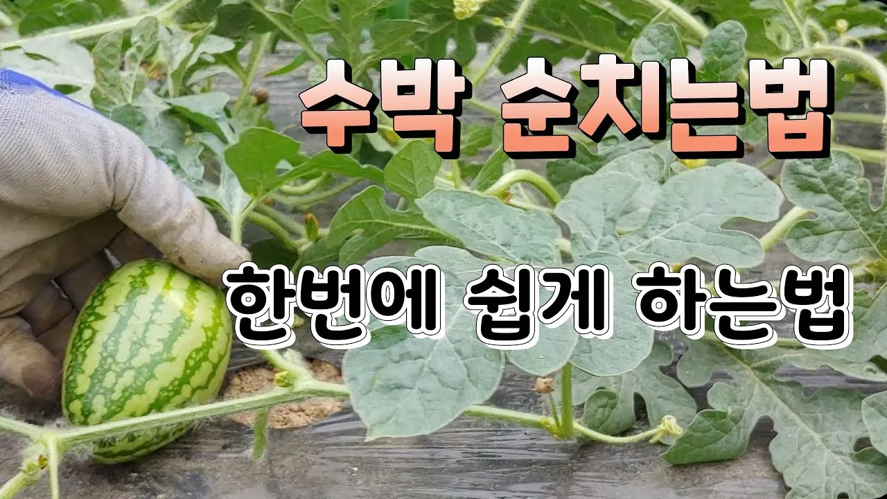 수박 재배 접목 선택 순 따기 당도 올리기_3