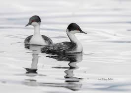 14. 후닌 논병아리 부부 협력 번식 시스템의 행동적 특징 분석