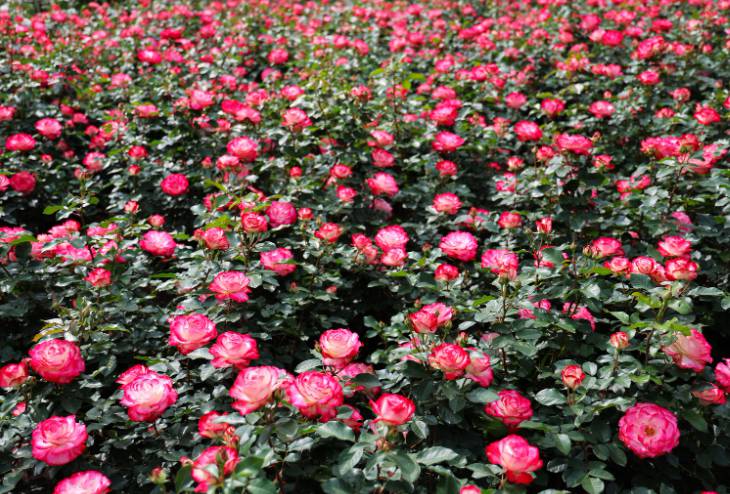 부천 백만송이 장미축제 2025