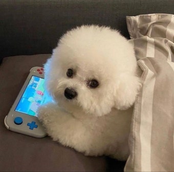 강아지 사료&amp;#44; 강아지 용품 전문가 비교!