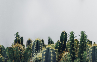 식물이 말라 죽지 않는 이유 자연의 지혜가 담긴 식물 생존 전략