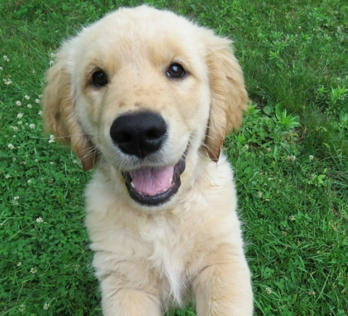 강아지 쌕쌕 켁켁거림, 혹시 천식? 보호자가 꼭 알아야 할 모든 것