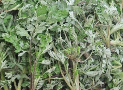 쑥(Artemisia princeps) 관련 사진