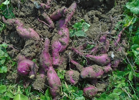 고구마 수확시기 및 고구마 효능