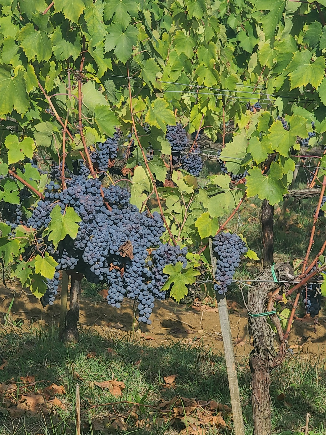 포도가 달린 토스카나 포도밭