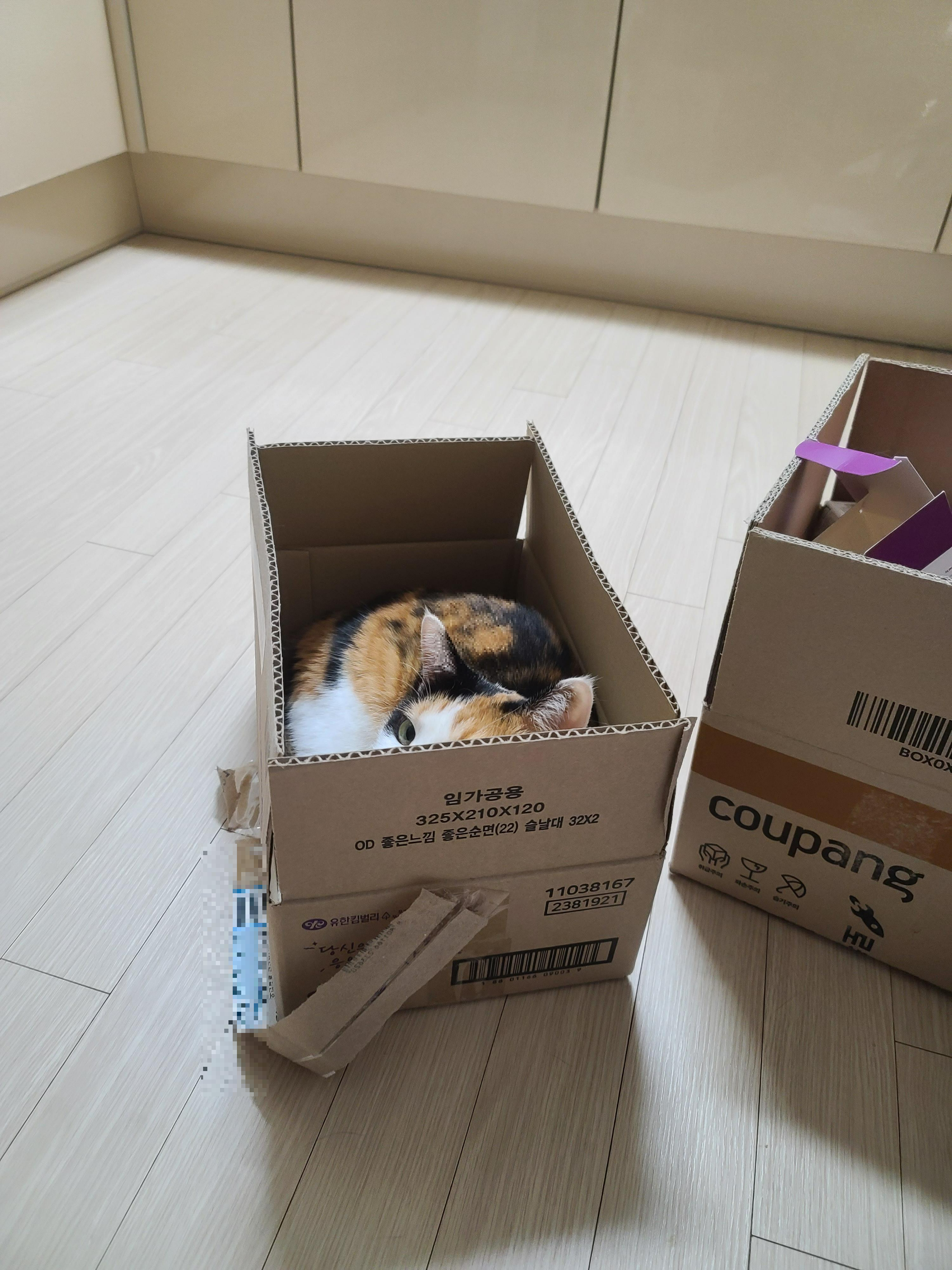 사차원 요미의 짧고 귀여운 이야기들