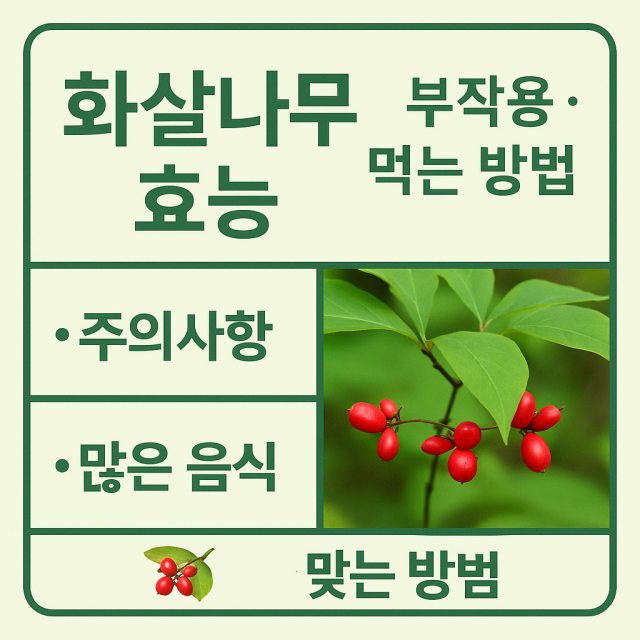 화살나무 효능과 부작용, 먹는 방법을 설명하는 건강 관리 대표 이미지
