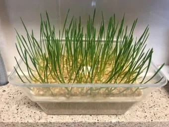 밀싹 재배 씨 뿌리기 발아 촉진 주기적 수확_12