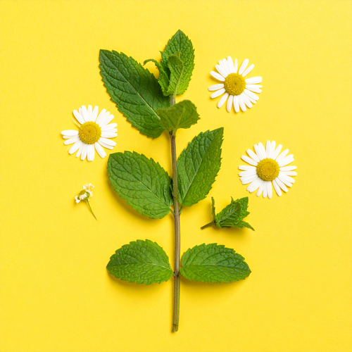 식후 따뜻하게 마시면 좋으며, 역류성 식도염 환자는 주의해야 합니다.