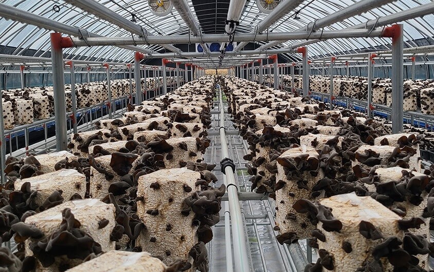 생방송투데이 3806회 넘사벽의 비밀 1억 매출, 버섯 농사짓는 근육맨 편 머쉬앤머슬 버섯 주문방법