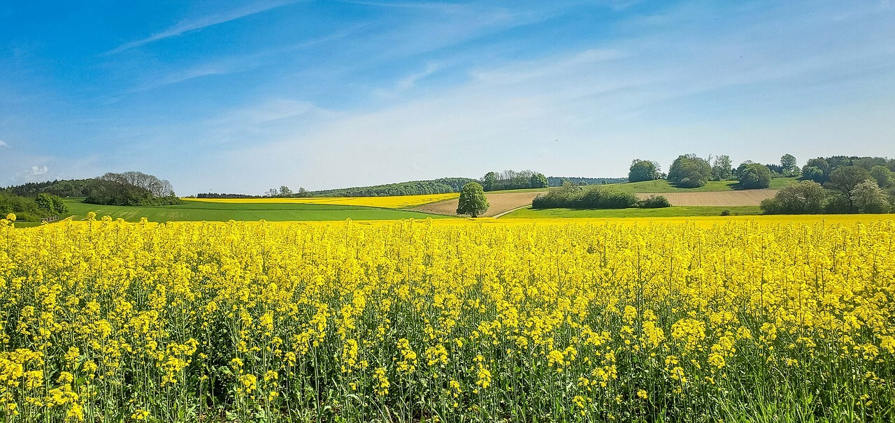 제주도 휴애리 동백꽃 유채꽃 축제 명소 체험