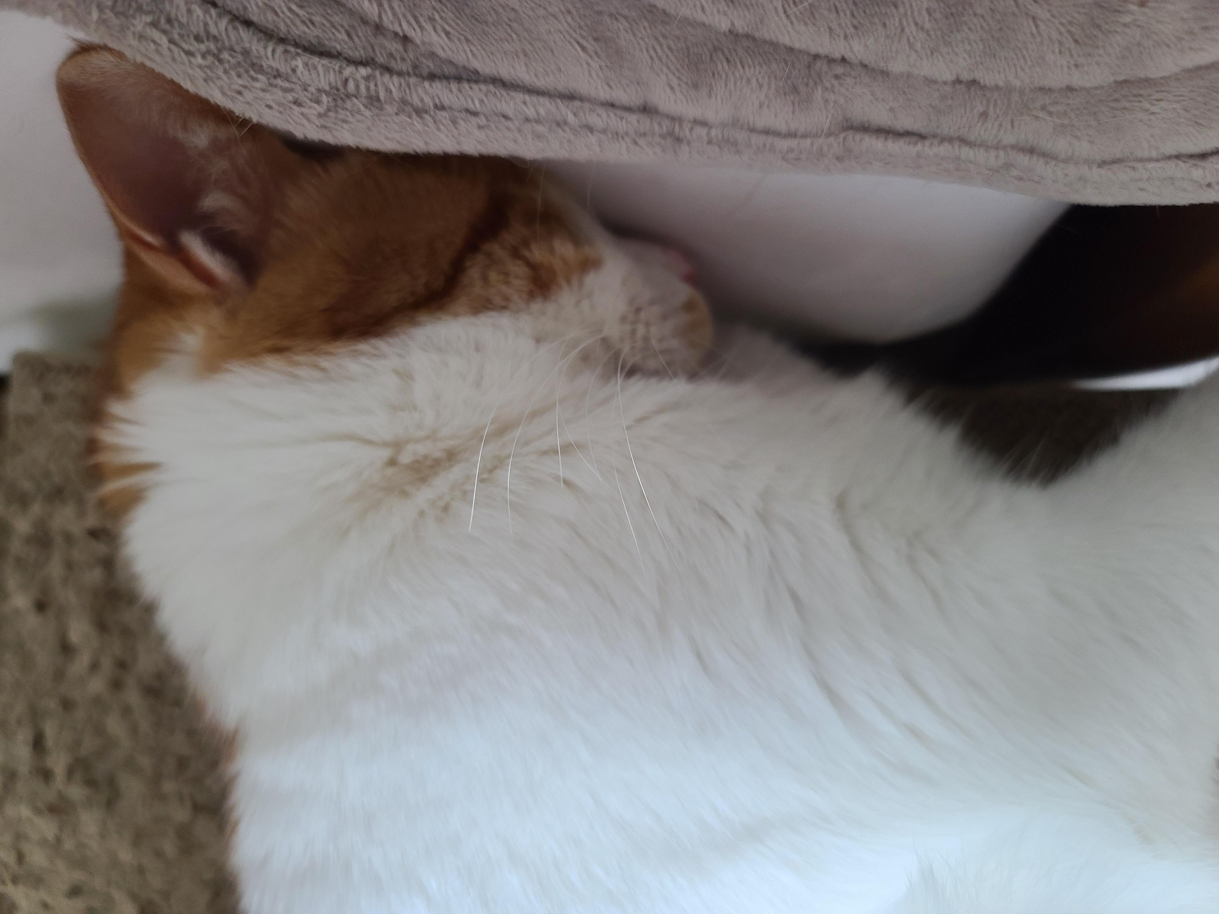 귀엽게 자는 고양이들. 비오는날 아홉냥이들.