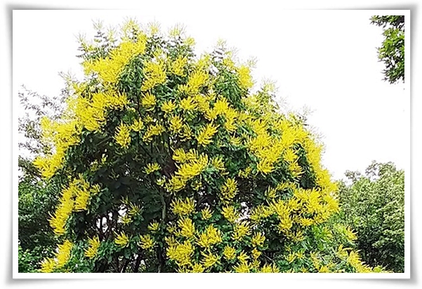 화초 "모감주나무" 황금빛 비를 내리는 신비로운, 꽃보다 열매가 예쁜 나무!