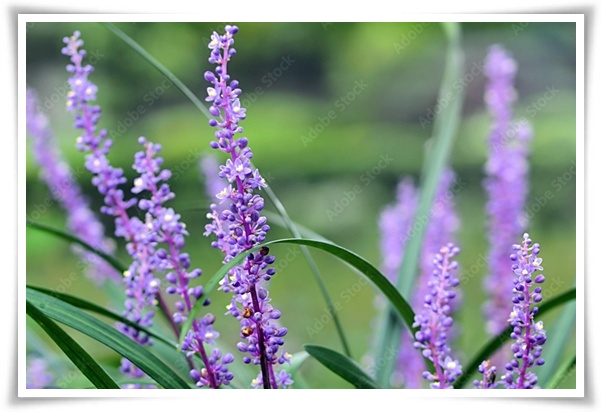 화초 &quot;맥문동&quot; 사계절 내내 우아한, 척박한 땅에서도 꽃 피우는 생명력!