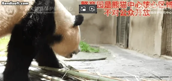 고통받고-있는-푸바오의-모습