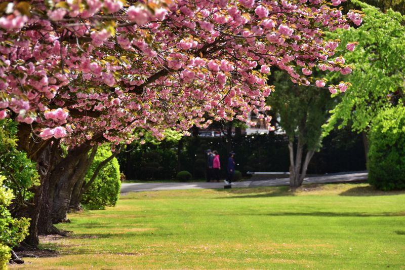 부산 겹벚꽃 명소 부산 유엔공원