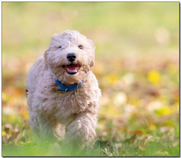 바람을 맞고있는 비숑프리제