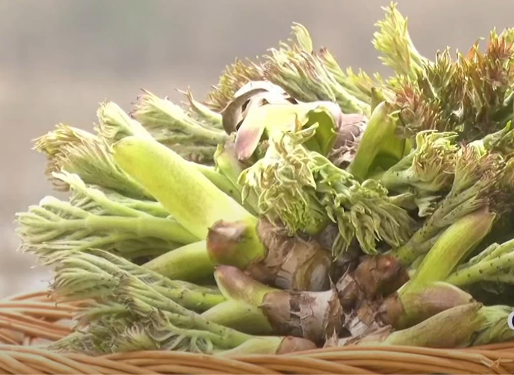 생생정보 두릅 수확의 달인의 두릅