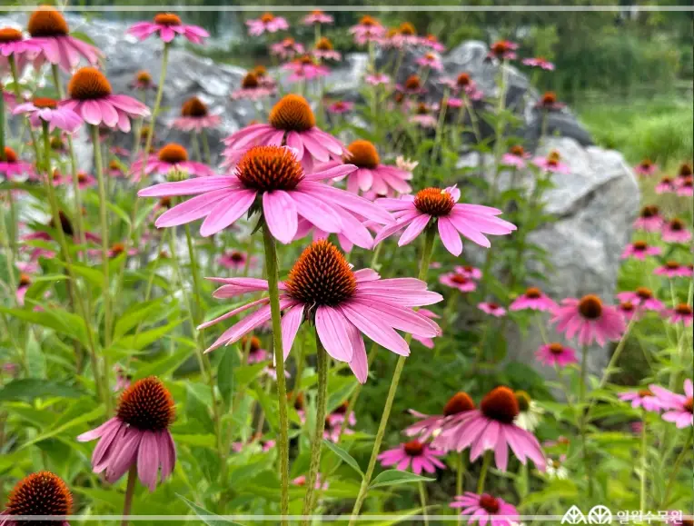 일월수목원-입장료-운영시간-주차-요금-관람
