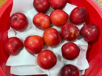 자두 보관법 수확시기 효능 자두청 만들기_19