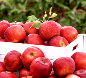 2024 홍천 사과축제 일정 프로그램