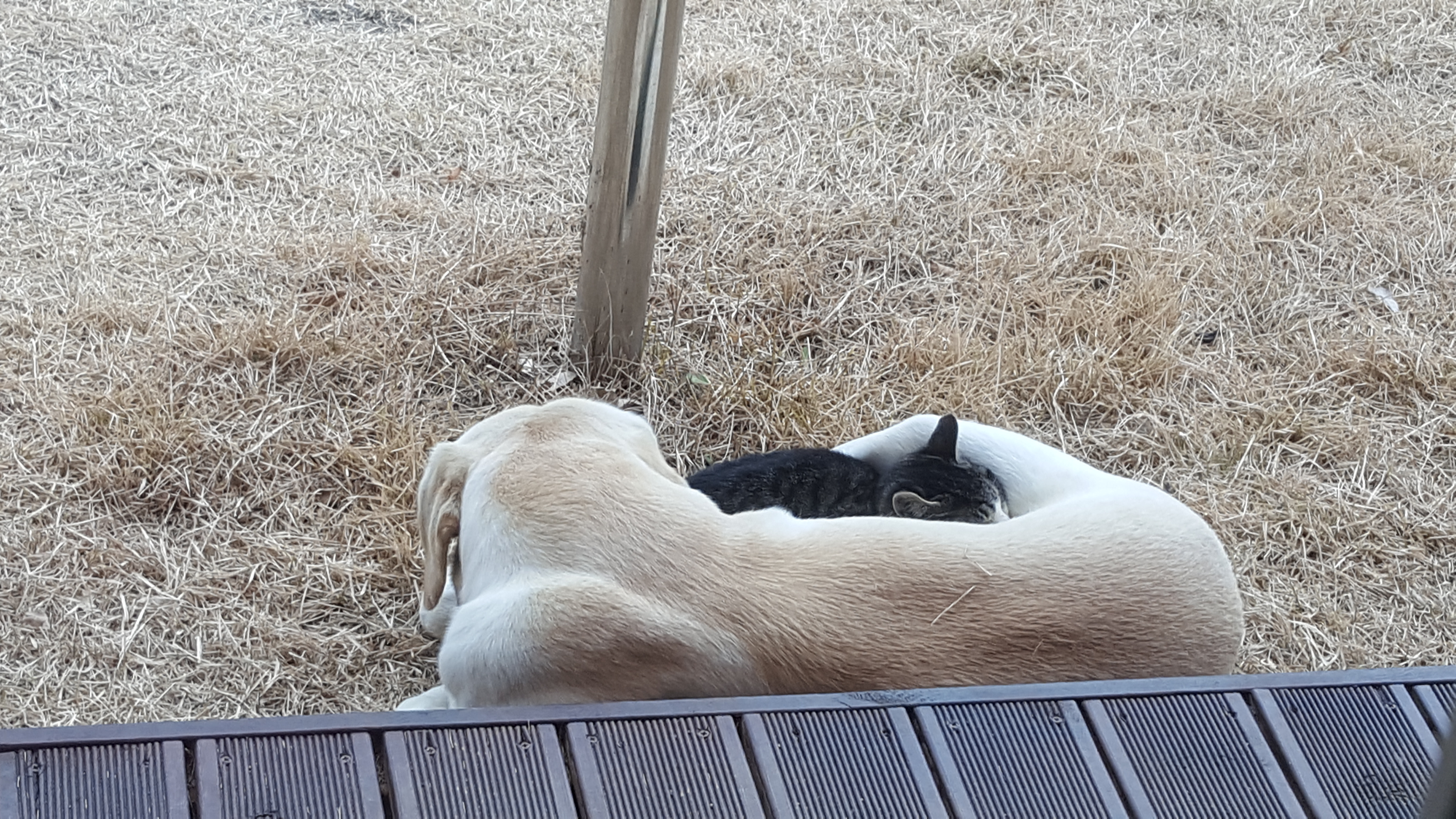 개와 고양이는 친해질 수 있다! 환상의 짝꿍 만드는 비법 대공개 관련 사진