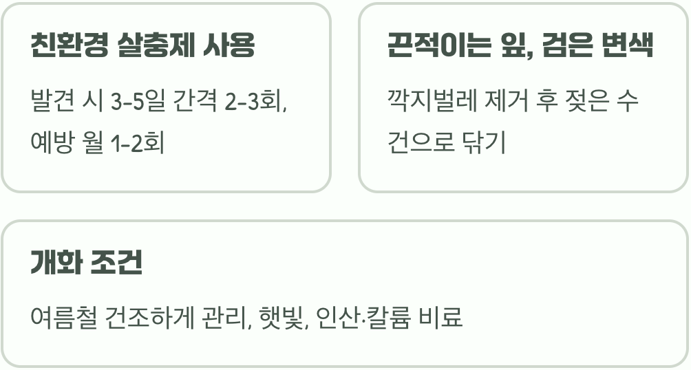 은목서 병충해&amp;#44; 깍지벌레와 응애 약 없이 친환경으로 관리하는 5가지 방법