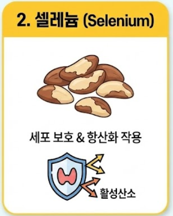 갑상선에 좋은 음식