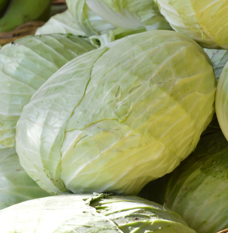 양배추 효능과 부작용 칼로리