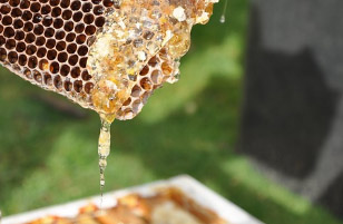 마누카 꿀 복용법