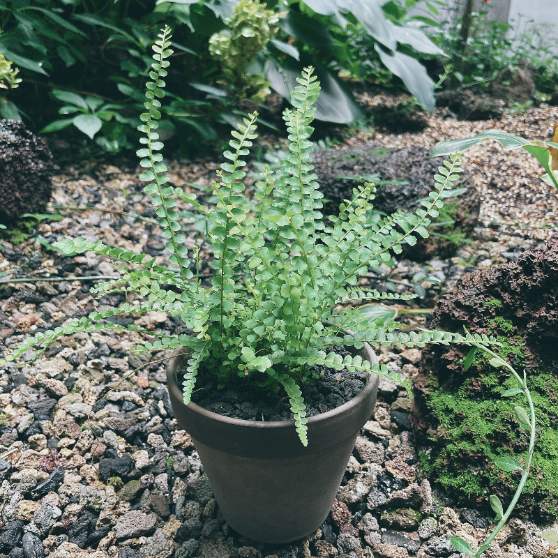 더피고사리-토분에-식재된-모습