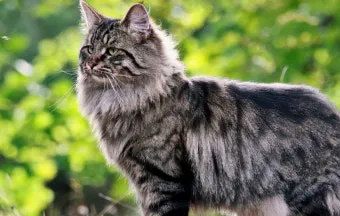 노르웨이숲 고양이 유전병 분양 털빠짐_10