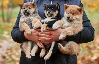 시바견/출처:어도비스톡