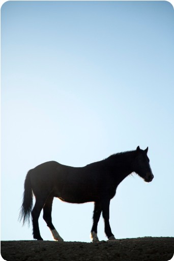 산 위에 서 있는 말의 모습