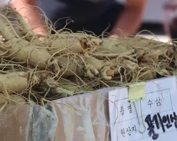 풍기 인삼축제_11