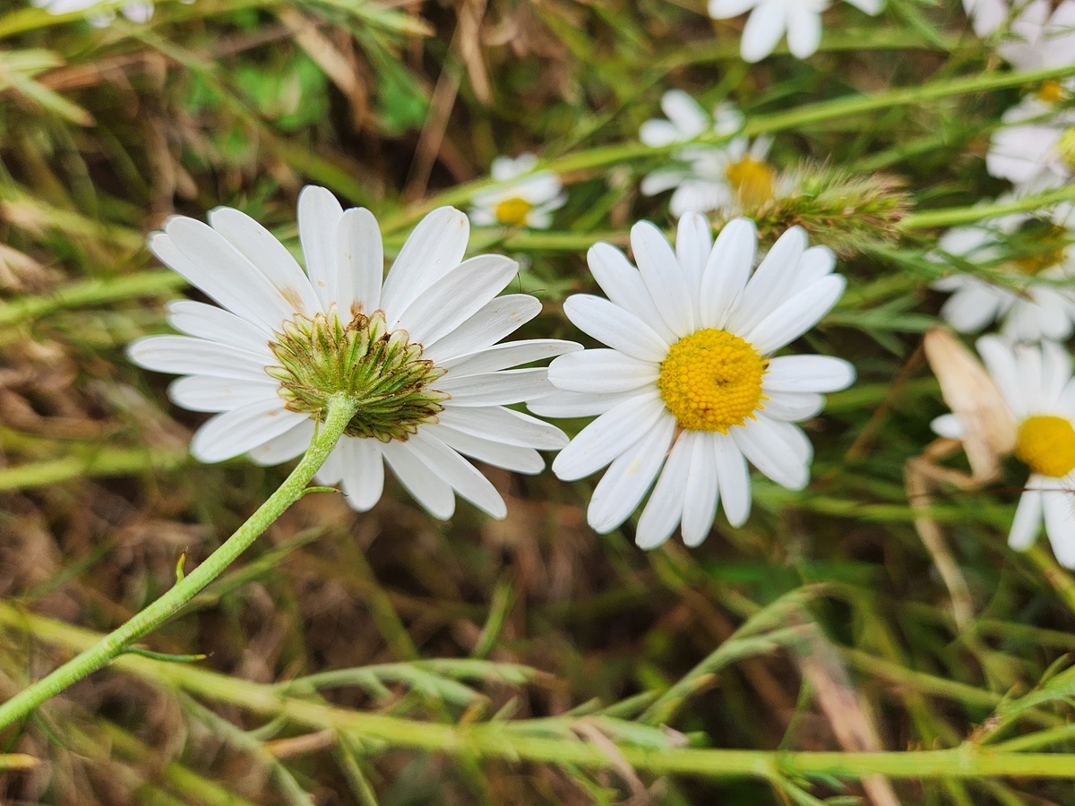 산구절초