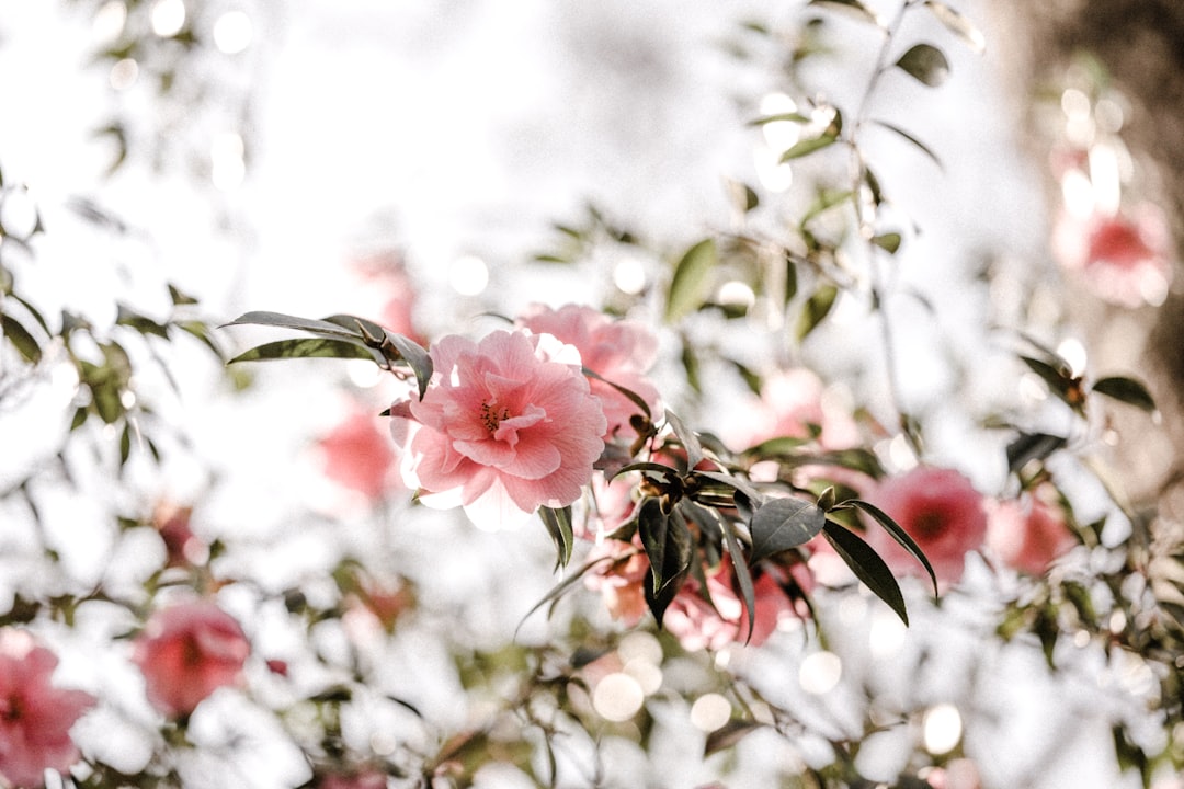 Camellia