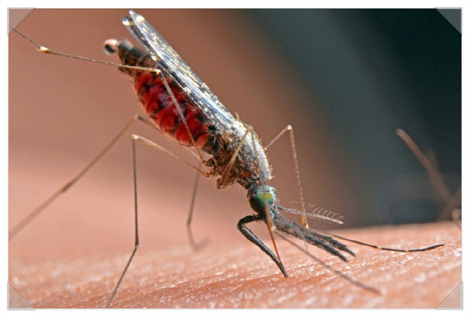 모기 물린 모습