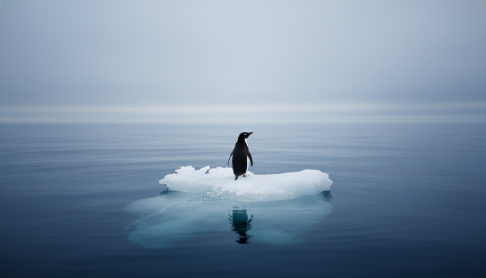 지구 온난화로 녹아내린 작은 얼음 조각 위에 홀로 서 있는 아델리펭귄